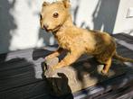 Wasbeerhond Taxidermie volledige montage - Nyctereutes, Verzamelen, Dierenverzamelingen, Nieuw