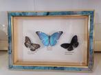 Vlinder Taxidermie wandmontage - Morpho Adonis-Euploea, Antiek en Kunst, Curiosa en Brocante