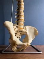 Anatomisch model - kunststof - 1960-1970 - Spine and hips