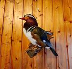 Eend Taxidermie volledige montage - Anseriformes - 40 cm -, Nieuw