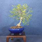 Japanese iep bonsai (Zelkova) - Hoogte (boom): 30 cm -
