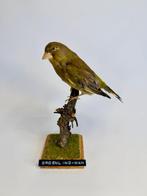 Greenfinch Taxidermie volledige montage - Chloris chloris -, Nieuw