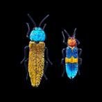Extraordinary glass reproduction of 2 ground beetle (beetle), Nieuw