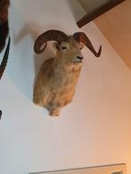 Dall Sheep - Taxidermie schoudermontage - Ovis dalli dalli -, Nieuw