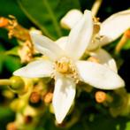 Yodeyma - Yodeyma Résolu eau de parfum, Sieraden, Tassen en Uiterlijk, Uiterlijk | Parfum, Ophalen of Verzenden, Nieuw