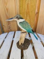 Collared Kingfisher - Taxidermie volledige montage -, Verzamelen, Dierenverzamelingen, Nieuw