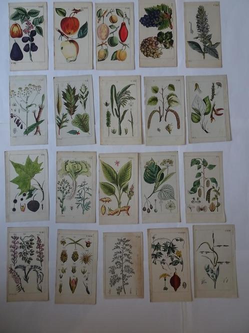 20 handgekleurde gravures fruit, plant, boom Gottlieb 1816, Verzamelen, Foto's en Prenten, Prent, Gebruikt, Voor 1940, Natuur