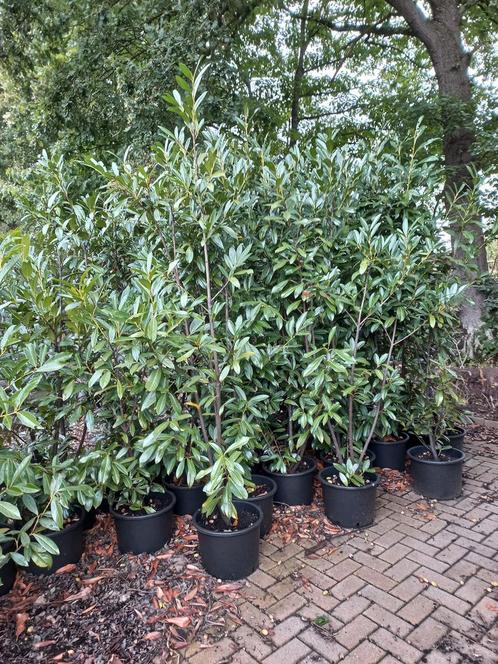 Prunus caucasica Laurier B keus, Tuin en Terras, Planten | Struiken en Hagen, Ophalen