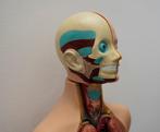 Buste, Complete Anatomical Torso – Vintage Educational Model