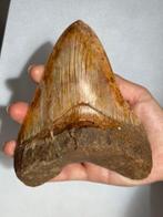 Megalodon - Fossiele tand - Carcharocles megalodon - 15 cm