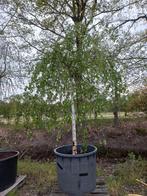 Betula pendula Youngii treurberk, Ophalen