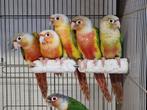 Gezonde tamme vogels | diverse soorten | goed advies, Dieren en Toebehoren, Vogels | Parkieten en Papegaaien, Meerdere dieren