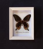 Vlinder Taxidermie volledige montage - Papilio diephobus -, Antiek en Kunst