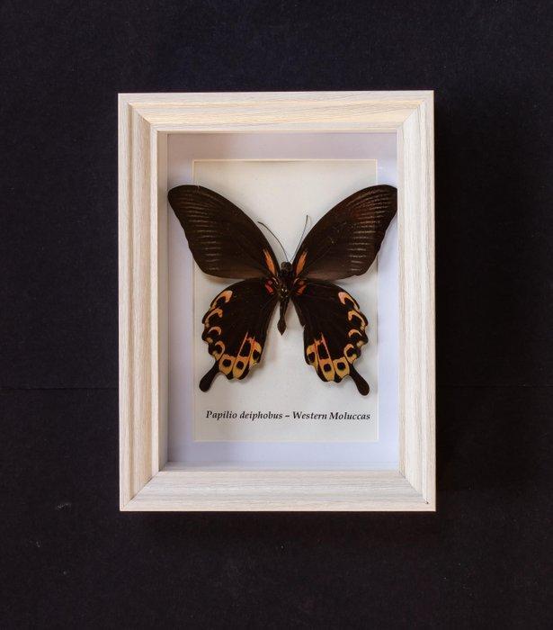 Vlinder Taxidermie volledige montage - Papilio diephobus -, Antiek en Kunst, Curiosa en Brocante