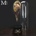 Marine Curiosity Grote Pinna bicolor met Spondylus onder