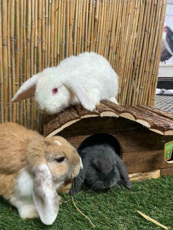 Jonge (hangoor)dwergkonijntjes. Veel keuze en goed advies!, Dieren en Toebehoren, Konijnen, Dwerg, Meerdere dieren, 0 tot 2 jaar