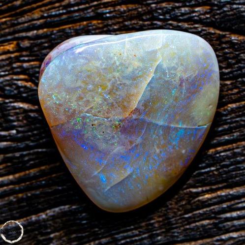 Zeldzaam natuurlijk Australisch A++ schelp-obsidiaanfossiel, Verzamelen, Mineralen en Fossielen