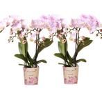 Kolibri Orchids | COMBI DEAL van 2 Phalaenopsis orchideeën -, Verzenden