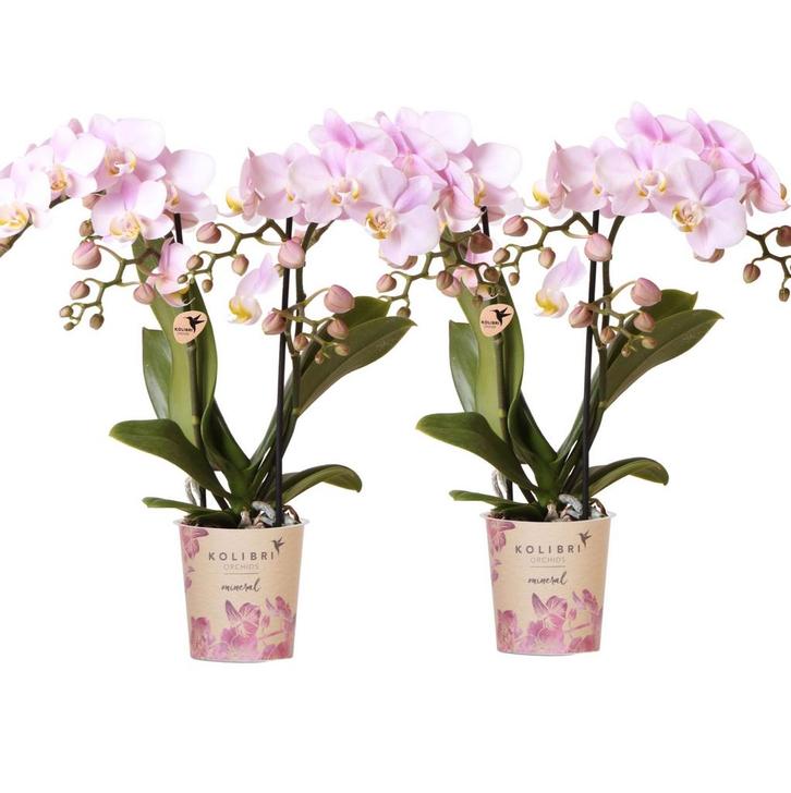 Kolibri Orchids | COMBI DEAL van 2 Phalaenopsis orchideeën -, Tuin en Terras, Bloembollen en Zaden, Verzenden