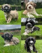 prachtige middelgrote  boomer x tibetaanse terrier pups, Dieren en Toebehoren, Honden | Niet-rashonden, Parvo, Nederland, 8 tot 15 weken