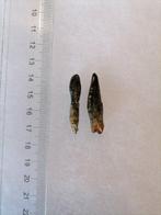 Dinosaurus - Fossiele tand - Lapparentosaurus, Verzamelen