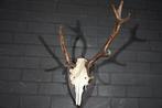 abnormal Red Stag Trophy 3 antlers Schedel - Cervus elaphus, Nieuw