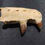 Mosasaurus - Gefossiliseerde kaak - reptil marino - 18 cm -, Verzamelen, Mineralen en Fossielen