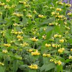 Phlomis russeliana - Potmaat 9x9 cm, Ophalen of Verzenden