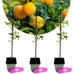 Citrus trifoliata + Pot 9cm 3 stuks, Verzenden, Volle zon