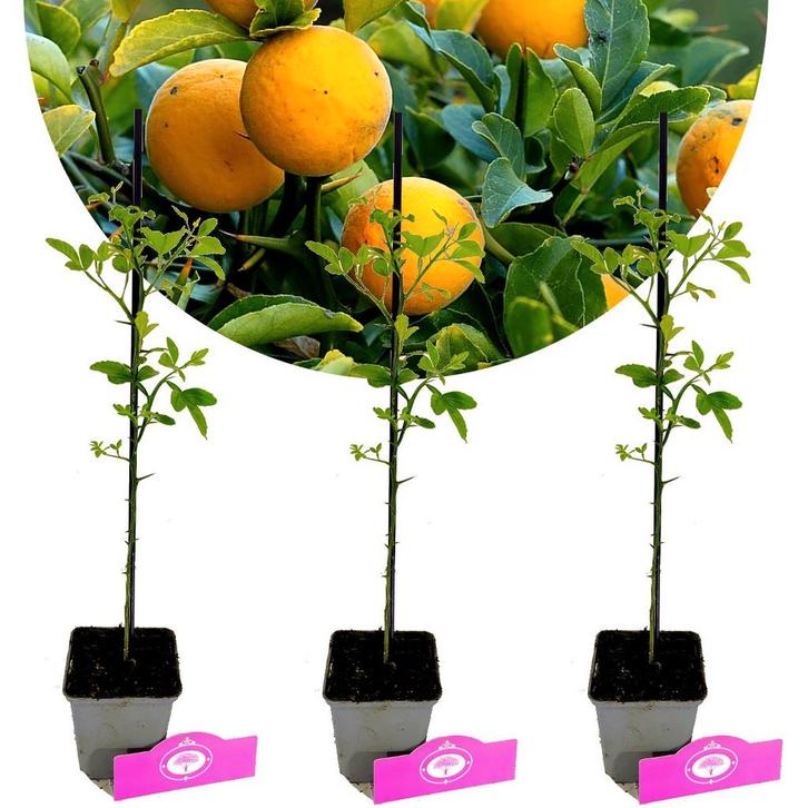 Citrus trifoliata + Pot 9cm 3 stuks, Tuin en Terras, Planten | Fruitbomen, Volle zon, Verzenden