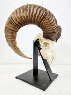 Big and strong mouflon skull Schedel - Ovis orientalis - 42, Verzamelen, Dierenverzamelingen, Nieuw