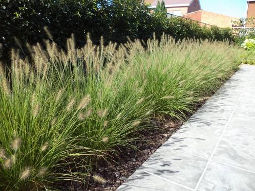 Pennisetum Hameln lampenpoetsergras, Tuin en Terras, Planten | Tuinplanten, Ophalen