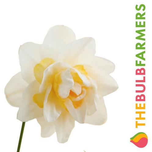 Bloembollen - 40 x Narcis Snow Paradise - wit met geel, Tuin en Terras, Bloembollen en Zaden, Bloembol, Voorjaar, Volle zon, Verzenden