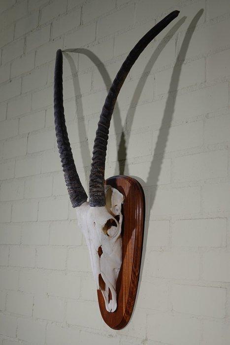 spiesbok Schedel - oryx - 20 cm - 110 cm - 75 cm- non-CITES, Verzamelen, Dierenverzamelingen