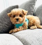 Schattige, gezonde MALTIPOO pups , maltezer x toy poedel, Parvo, 8 tot 15 weken, Meerdere, Nederland