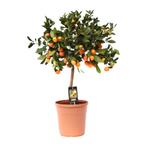 Citrus Calamondin - Ø22cm - 80cm, Verzenden, Nieuw