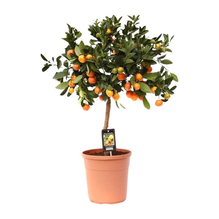 Citrus Calamondin - Ø22cm - 80cm, Huis en Inrichting, Woonaccessoires | Overige, Nieuw, Verzenden