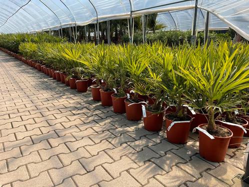 Trachycarpus fortunei palmboom / palmbomen stam +/-15 cm., Tuin en Terras, Planten | Bomen, Palmboom, Halfschaduw, In pot, Minder dan 100 cm