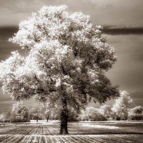 Hans Vos - tree in brown ( infra-red picture), Antiek en Kunst, Kunst | Designobjecten