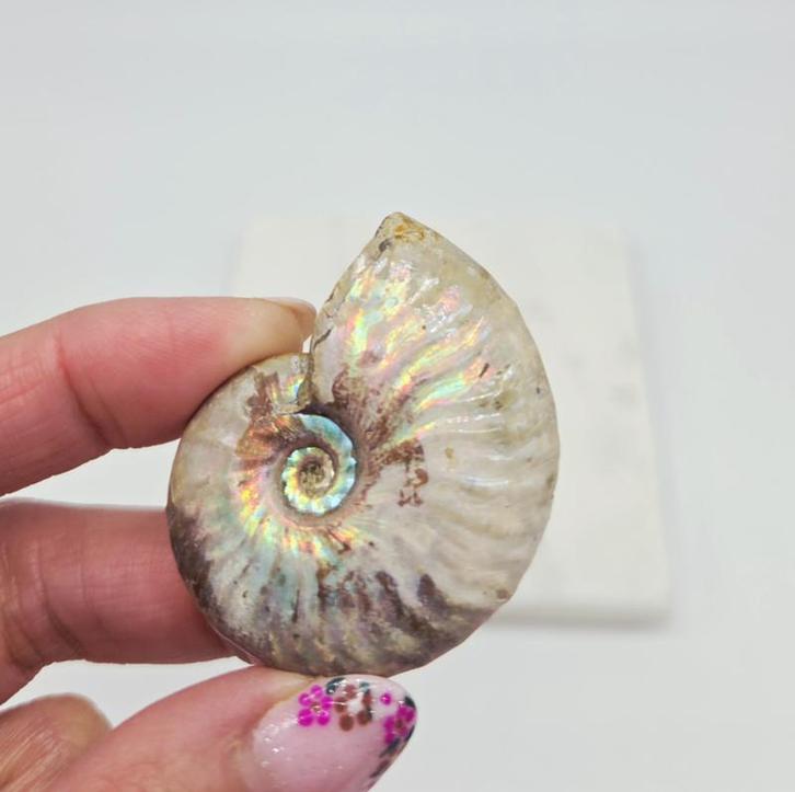 Ammoniet Iriserend (zie filmpje), Verzamelen, Mineralen en Fossielen, Ophalen of Verzenden