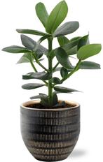 Clusia Rosea Princess - Ø12cm - 15cm + Beau Pot D14x13cm -, Verzenden
