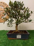 Olijf bonsai (Olea europaea) - Hoogte (boom): 35 cm - Diepte