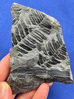 een prachtig plantfossiel - Gefossiliseerde plant -