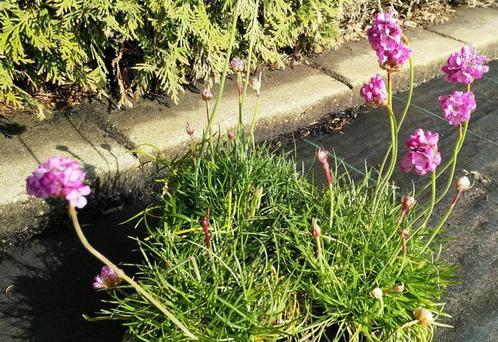 Armeria martima Splendens - Engels gras, Tuin en Terras, Planten | Tuinplanten, Overige soorten, Vaste plant, Volle zon, Verzenden