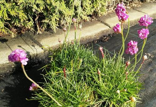 Armeria martima Splendens - Engels gras, Tuin en Terras, Gras en Kunstgras, Nieuw, Verzenden