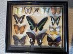 Vlinders Taxidermie wandmontage - Lepidoptera - 29.5 cm -, Verzamelen, Dierenverzamelingen, Nieuw