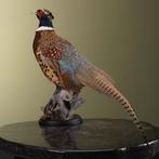 Fazant Taxidermie Opgezette Dieren By Max, Verzamelen, Ophalen of Verzenden, Nieuw, Vogel, Opgezet dier