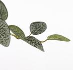 2dekans | Mica Decorations Pilea Kunst Hangplant - L20 x B30, Huis en Inrichting, Ophalen of Verzenden, Zo goed als nieuw
