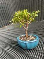 Azalea bonsai (Rhododendron) - Nederland