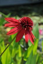 Zonnehoed Echinacea Eccentric 5-10 Pot P9